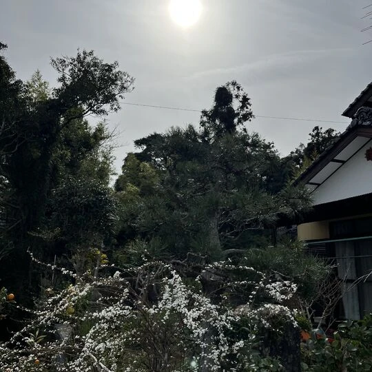 画像1426：福岡実家庭松剪定